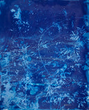 Calliandra Californica - n. 1 (2016) - Cyanotype