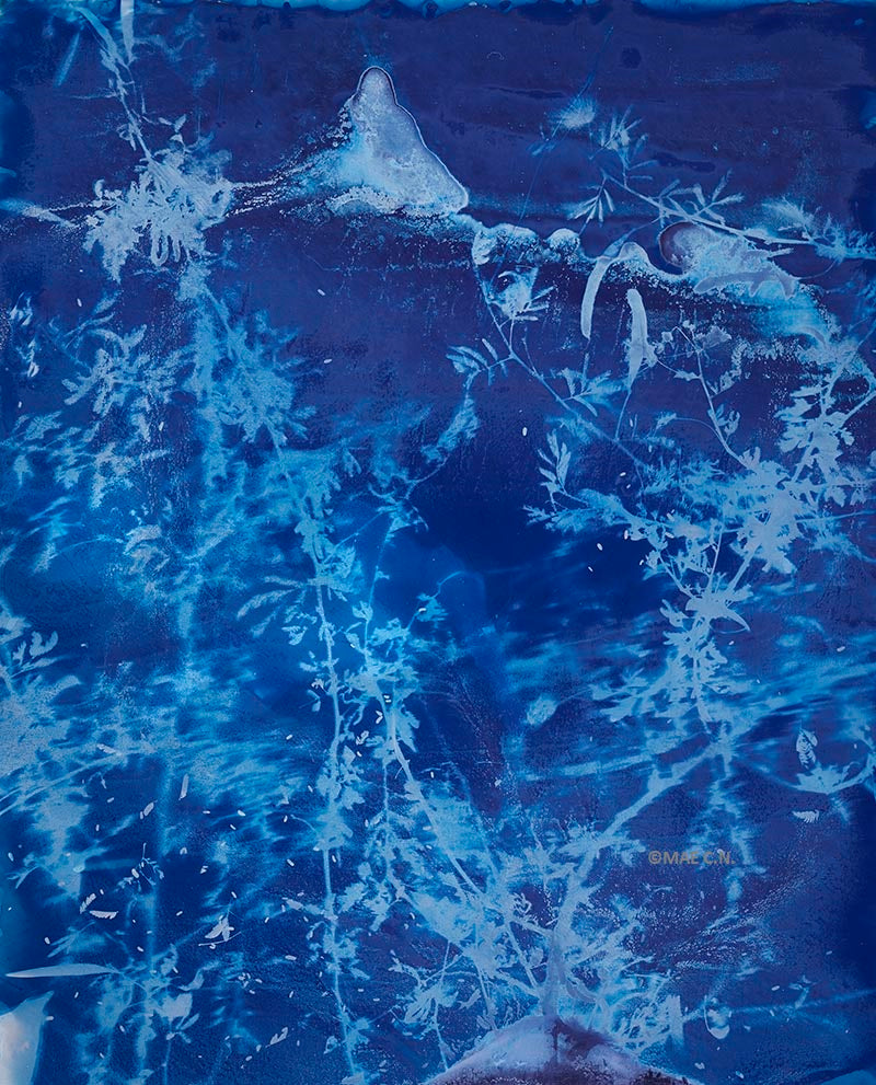 Calliandra Californica - n. 2 (2016) - Cyanotype