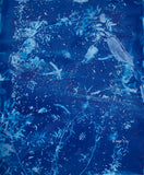 Calliandra Californica - n. 3 (2016) - Cyanotype