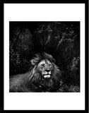 Black & White, Animal Art Photography - Lion