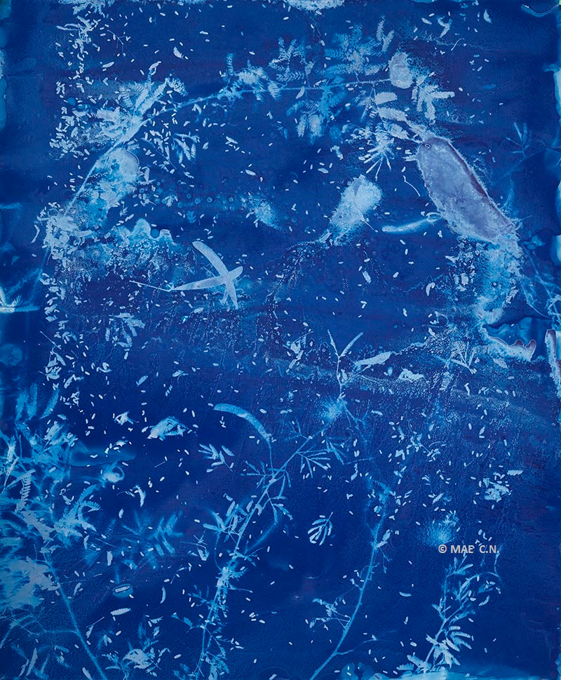 Calliandra Californica - n. 3 (2016) - Cyanotype