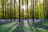 Landscape - Lush forests in Europe "Tranquility" - large ready to install photography