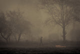 The Walker II