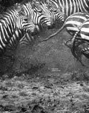 Wildebeest Jumping - black and white